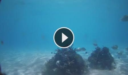 Веб-камера Подводная камера в Иннахуре - Мальдивы