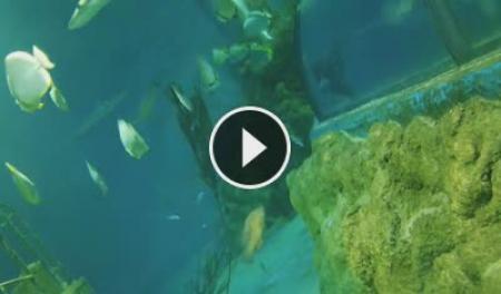 Live Cam Malta National Aquarium | SkylineWebcams