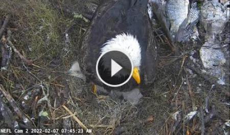 Live Cam Bald Eagle's Nest | SkylineWebcams