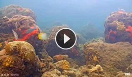 【LIVE】 Coral Reef Underwater Cam - Miami | SkylineWebcams