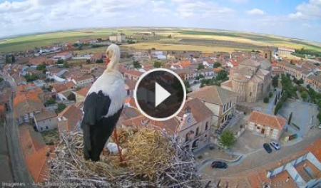 【LIVE】 Madrigal de las Altas Torres - White Stork | SkylineWebcams
