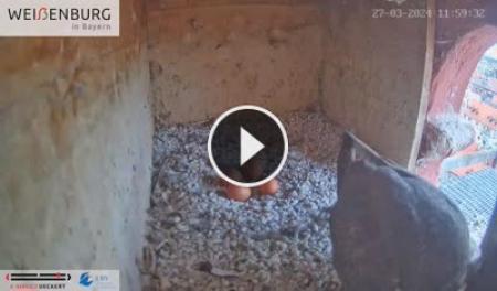 【LIVE】 Wanderfalken Bayern Weißenburg | SWebcams